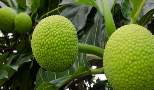 health benefits of Breadfruit Breadfruit has more nutrisions than Jackfruits 1