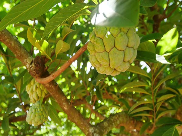 Do you know the benefits of eating custard apple..?