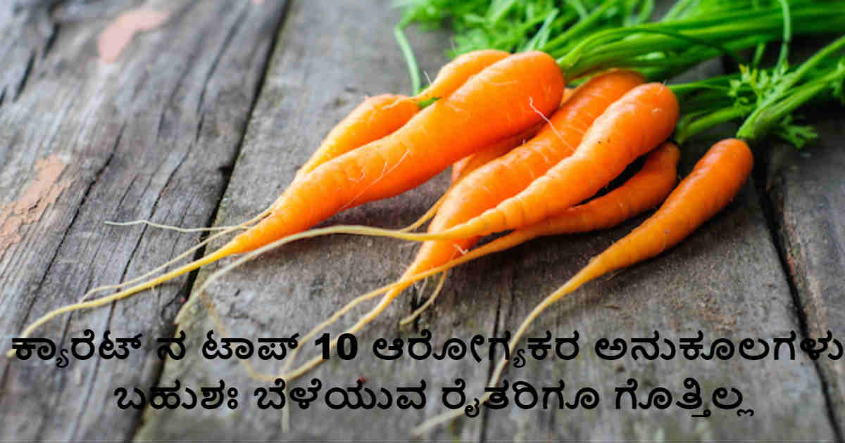carrot essay in kannada language